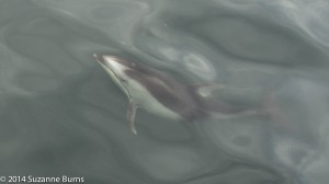 Pacific white sided dolphin